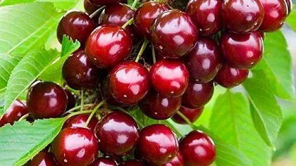 Питомник "Агродиво" реализует собственную продукцию более 900 сортов- фото № 14