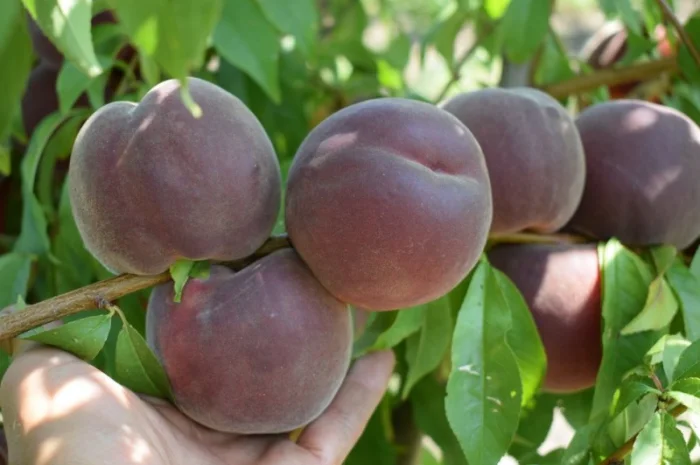 Питомник "Агродиво" реализует собственную продукцию более 900 сортов- фото № 12