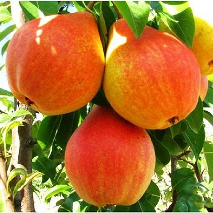 Питомник "Агродиво" реализует собственную продукцию более 900 сортов- фото № 2