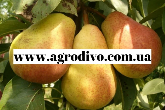 Продажа саженцев в Киеве оптом и в розницу от производителя продукции- фото № 5