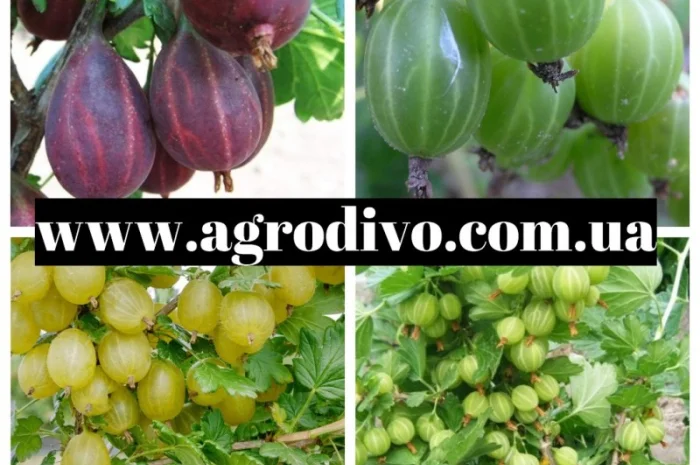 Продажа саженцев в Киеве оптом и в розницу от производителя продукции- фото № 4