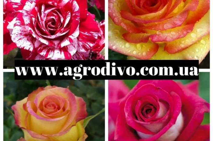 Продажа саженцев плодовых деревьев и кустарников в Киеве оптом и в розницу- фото № 6