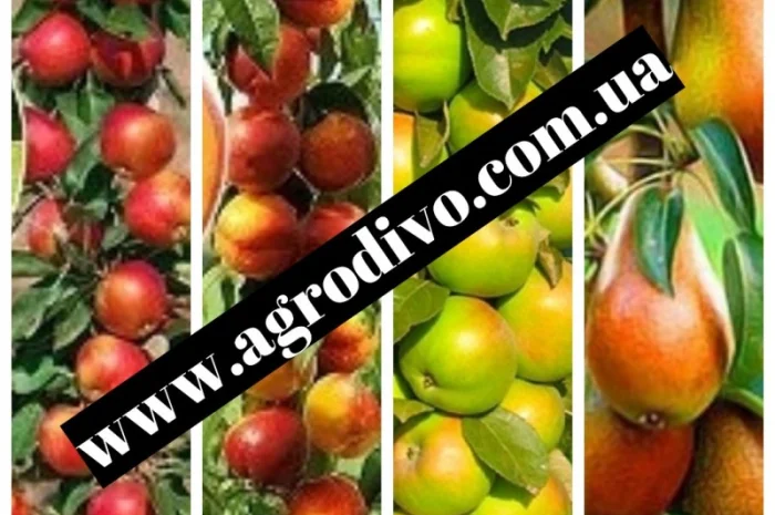 Продажа саженцев в Киеве оптом и в розницу от производителя продукции- фото № 9