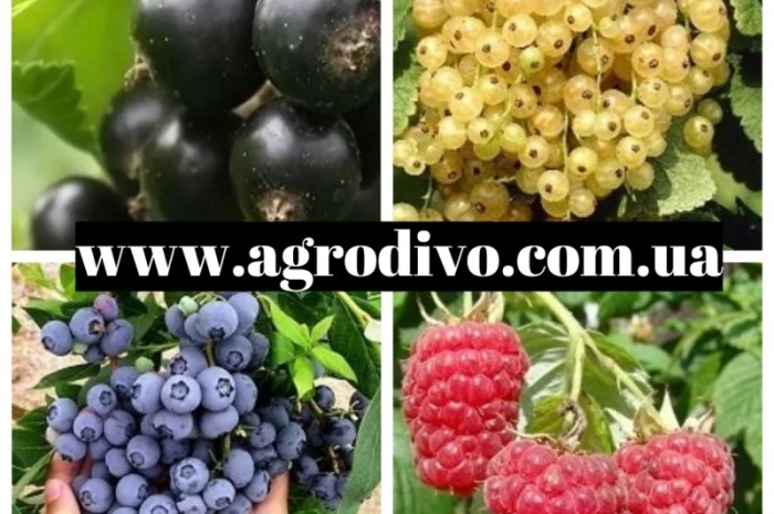 Продажа саженцев в Киеве оптом и в розницу от производителя продукции- фото № 10