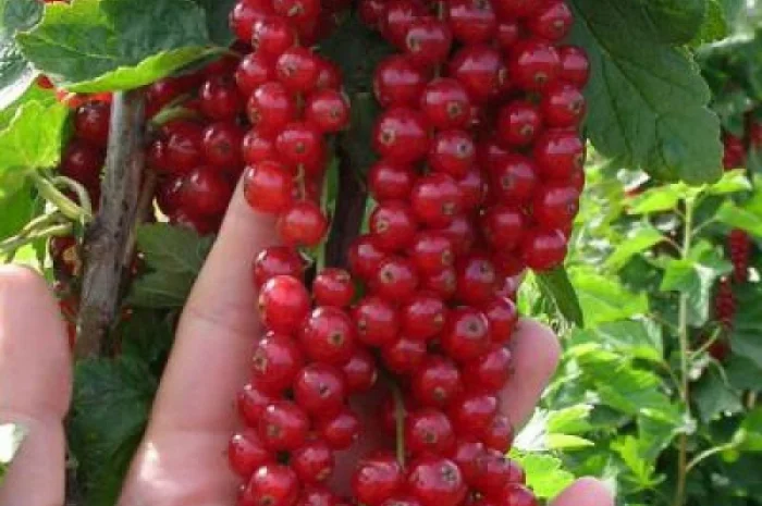 Продажа саженцев в Киеве оптом и в розницу от производителя продукции- фото № 6