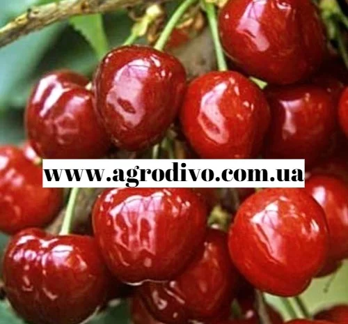 Продажа саженцев в Киеве оптом и в розницу от производителя продукции- фото № 7