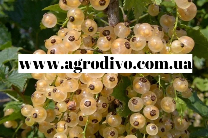 Продажа саженцев в Киеве оптом и в розницу от производителя продукции- фото № 8