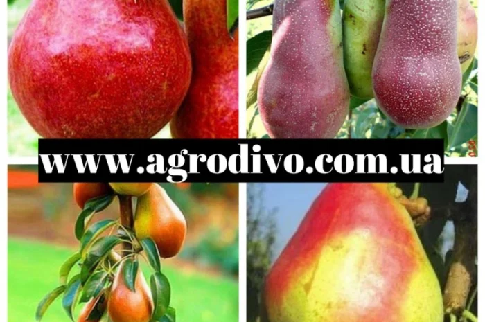 Продажа саженцев в Киеве оптом и в розницу от производителя продукции- фото № 3