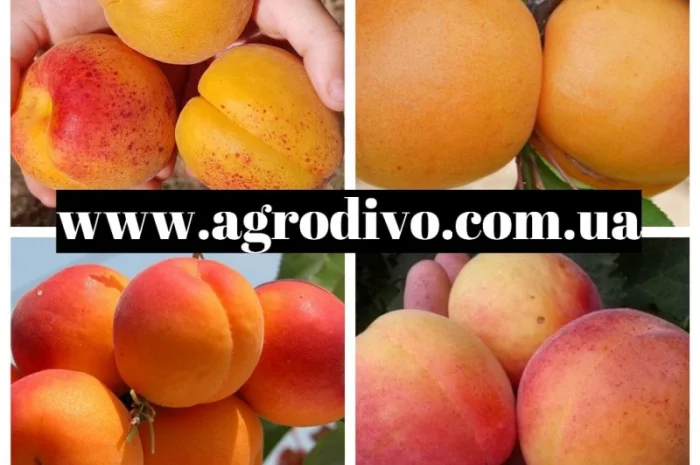 Саженцы плодовых яблонь, груша, слива, вишня, черешня, персик, абрикос- фото № 6