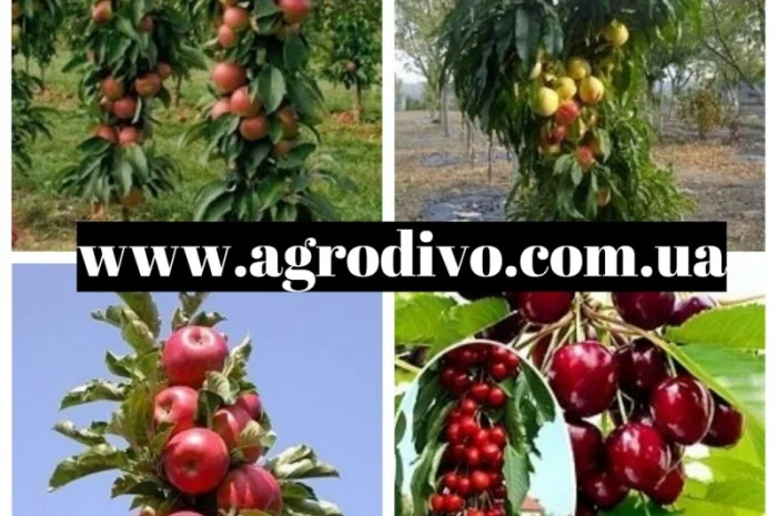 Саженцы плодовых яблонь от питомника "Агродиво"- фото № 7