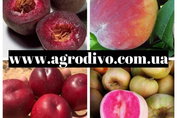 Саженцы плодовых яблонь, груша, слива, вишня, черешня, персик, абрикос- фото № 1