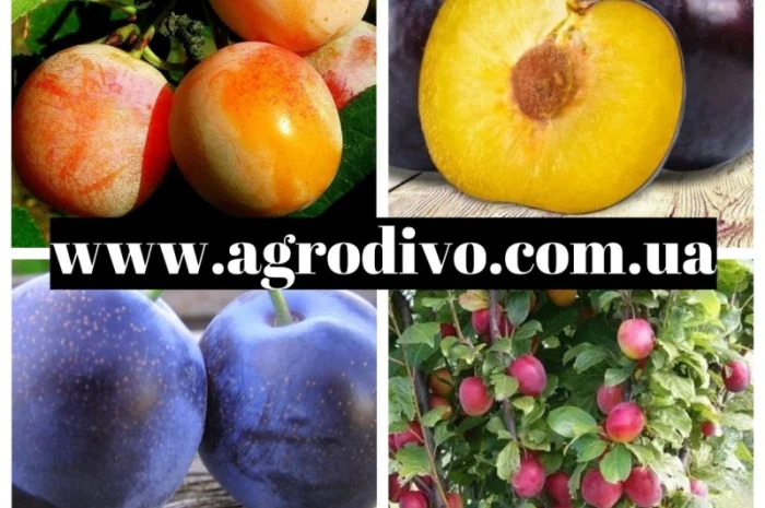 Саженцы плодовых яблонь, груша, слива, вишня, черешня, персик, абрикос- фото № 5