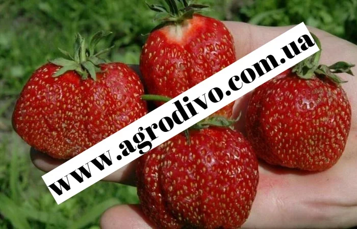 Колоновидные и среднерослые деревья, а также различный кустарник- фото № 5