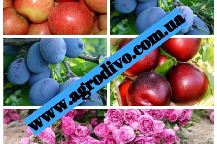 Саженцы деревьев, кустарников, розы в питомнике agrodivo. com.ua- фото № 2