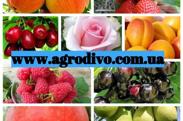 Саженцы деревьев, кустарников, розы в питомнике agrodivo. com.ua- фото № 3