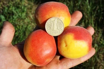 Саженцы деревьев, кустарников, розы в питомнике agrodivo. com.ua- фото № 6