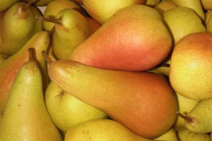 Саженцы деревьев, кустарников, розы в питомнике agrodivo. com.ua- фото № 7