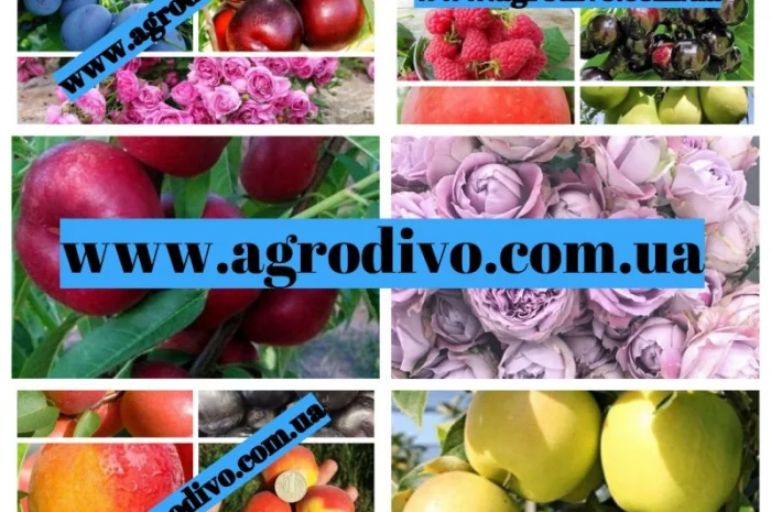 Продажа различных сортов роз, плодовых деревьев и кустарников. Огромный ассортимент- фото № 1