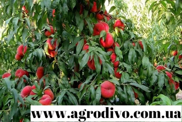 Продажа саженцев различных сортов роз- фото № 2