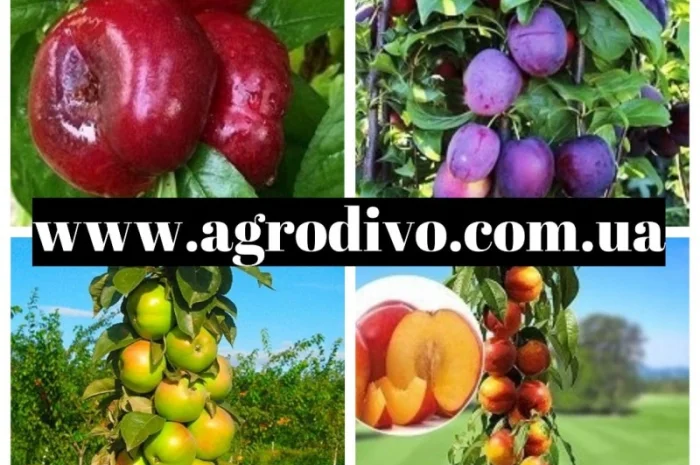 Продажа различных сортов роз, плодовых деревьев и кустарников. Огромный ассортимент- фото № 2