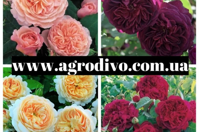 Продажа различных сортов роз, плодовых деревьев и кустарников. Огромный ассортимент- фото № 3