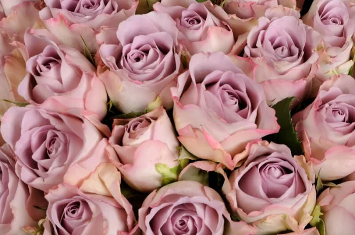 Саженцы в питомнике "АГРОДИВО"- фото № 3