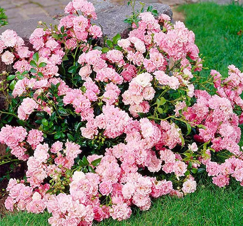 Саженцы в питомнике "АГРОДИВО"- фото № 4