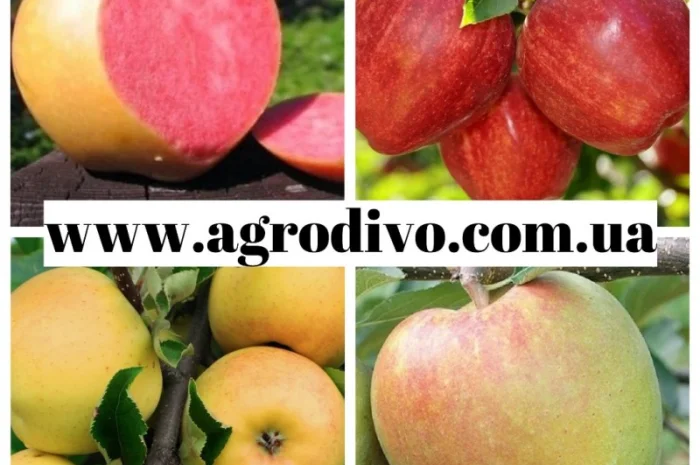 Саженцы в питомнике "АГРОДИВО"- фото № 6