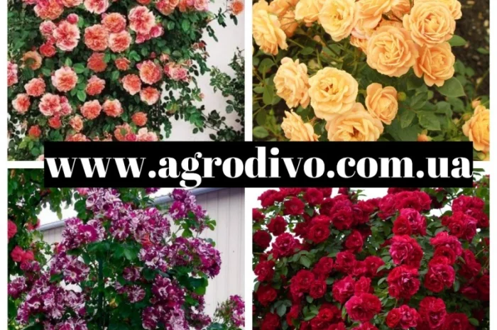 Саженцы в питомнике "АГРОДИВО"- фото № 7