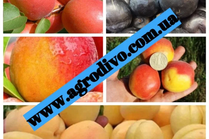 Саженцы в питомнике "АГРОДИВО"- фото № 8