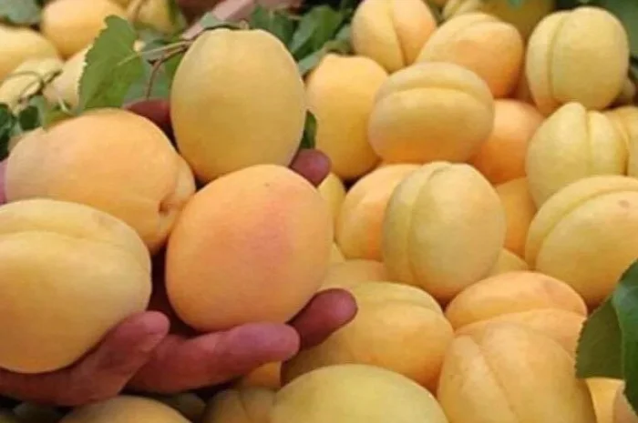 Питомник реализует саженцы плодовых деревьев, кустарников, роз- фото № 5