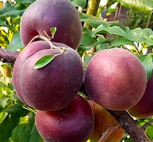 Питомник реализует саженцы плодовых деревьев, кустарников, роз- фото № 6