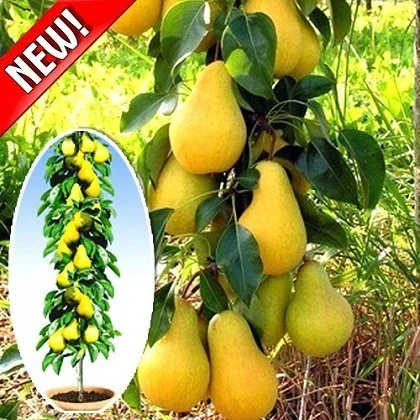 Питомник реализует саженцы плодовых деревьев, кустарников, роз- фото № 7