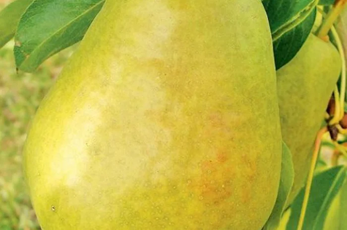 Питомник реализует саженцы плодовых деревьев, кустарников, роз- фото № 8