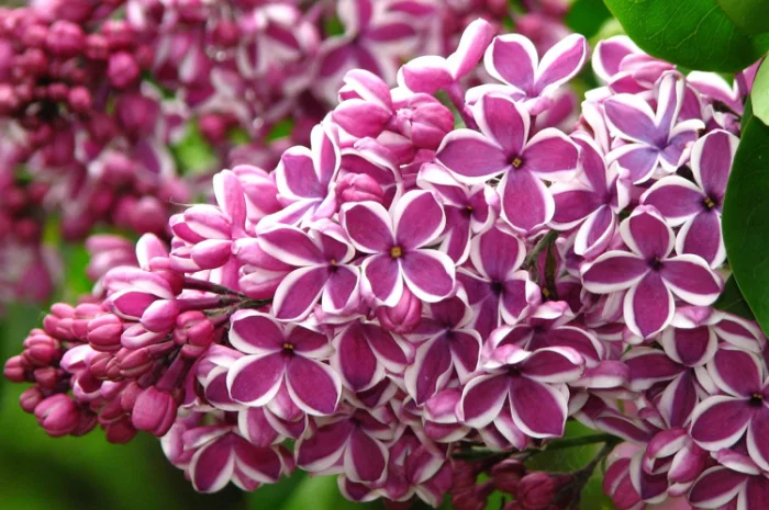 Питомник реализует саженцы плодовых деревьев, кустарников, роз- фото № 9