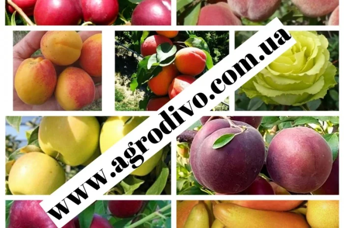 Саженцы плодовых яблонь, груш, слив, вишня, черешня, персик, абрикос- фото № 1