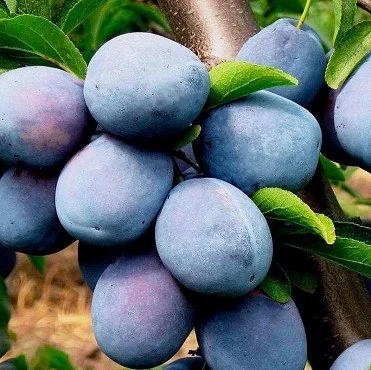 Саженцы плодовых яблонь, груш, слив, вишня, черешня, персик, абрикос- фото № 6