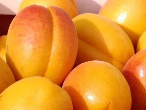 Саженцы плодовых яблонь, груш, слив, вишня, черешня, персик, абрикос- фото № 7