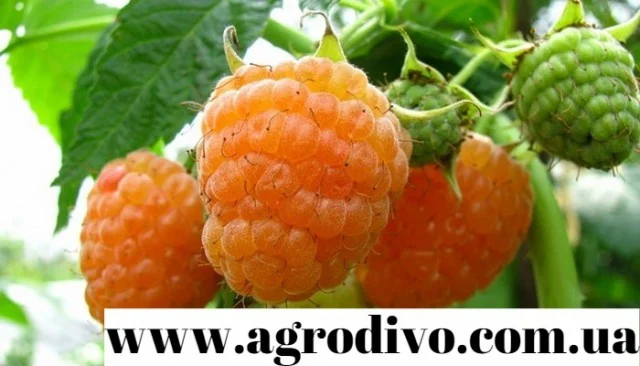 Саженцы новых и старых сортов от производителя в питомнике "АГРОДИВО"- фото № 3