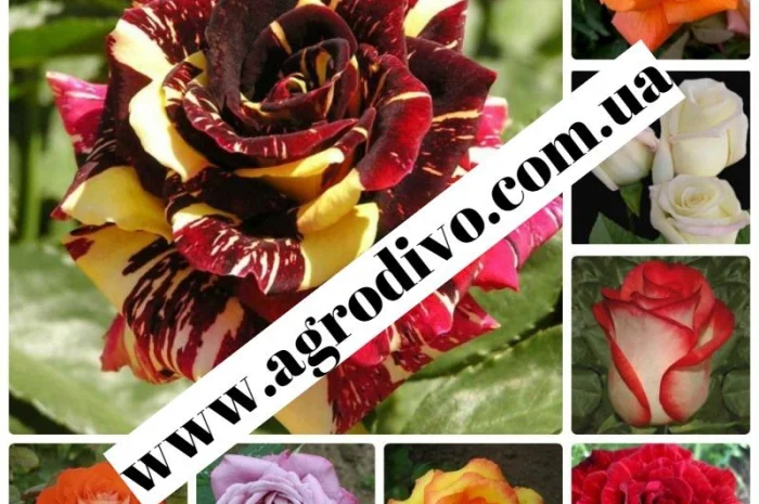 Саженцы новых и старых сортов от производителя в питомнике "АГРОДИВО"- фото № 4