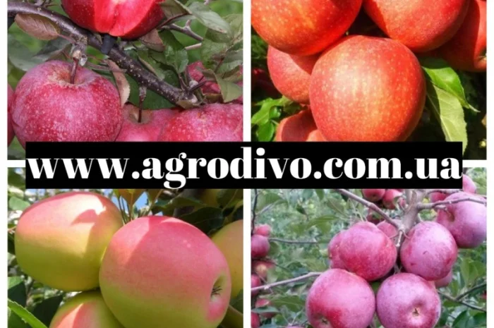 Саженцы новых и старых сортов от производителя в питомнике "АГРОДИВО"- фото № 5