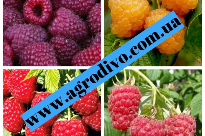 Саженцы новых и старых сортов от производителя в питомнике "АГРОДИВО"- фото № 7