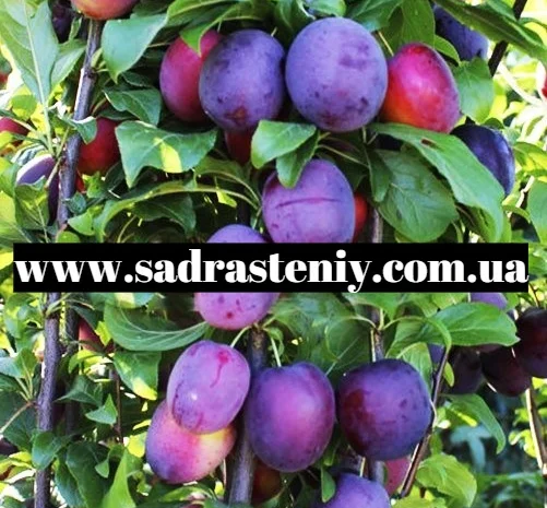 Большой ассортимент саженцев плодовых деревьев, кустарников роз в питомнике "Сад растений"- фото № 1