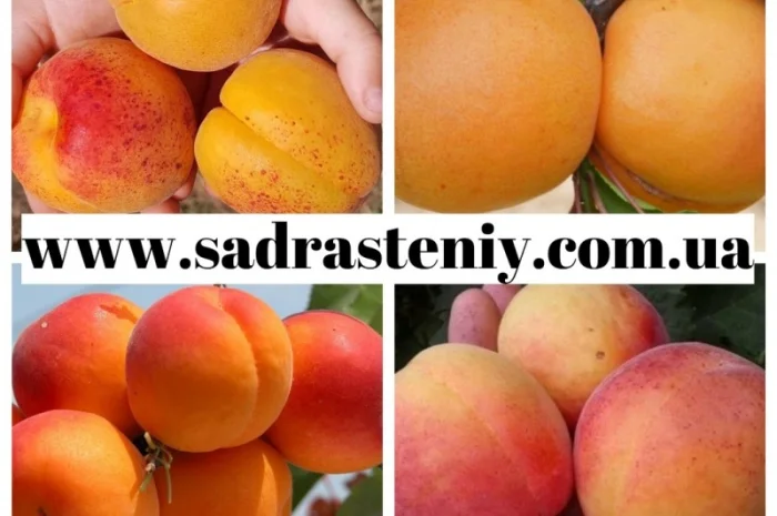 Большой ассортимент саженцев плодовых деревьев, кустарников роз в питомнике "Сад растений"- фото № 2