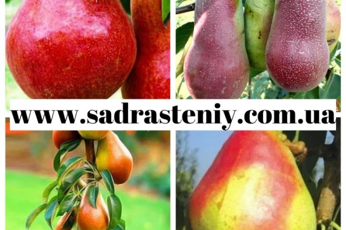 Большой ассортимент саженцев плодовых деревьев, кустарников роз в питомнике "Сад растений"- фото № 5