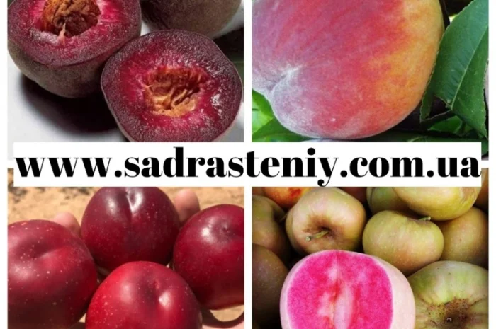 Большой ассортимент саженцев плодовых деревьев, кустарников роз в питомнике "Сад растений"- фото № 8