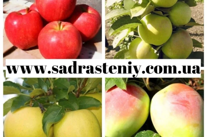 Саженцы старых и новых сортов в питомнике "САД РАСТЕНИЙ". Огромный ассортимент качества- фото № 4