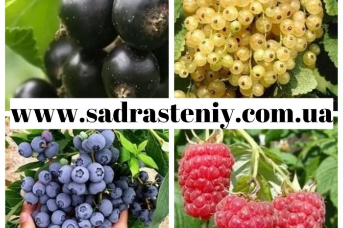 Саженцы старых и новых сортов в питомнике "САД РАСТЕНИЙ". Огромный ассортимент качества- фото № 8