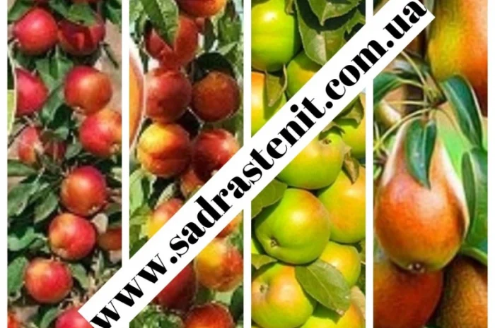 Саженцы старых и новых сортов в питомнике 'САД РАСТЕНИЙ'- фото № 9