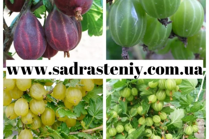 Саженцы старых и новых сортов в питомнике "САД РАСТЕНИЙ". Огромный ассортимент качества- фото № 9